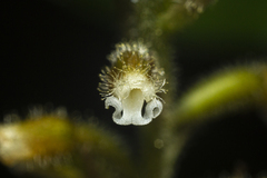 Microchilus arietinus