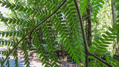 Cyatheales
