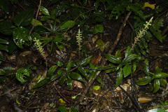 Microchilus arietinus