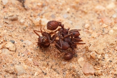 Acromyrmex versicolor
