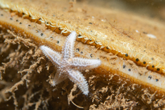 Placopecten magellanicus