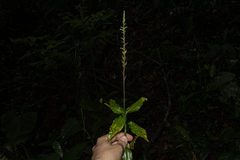 Microchilus arietinus