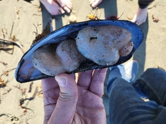 Aplidium californicum