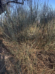 Ephedra torreyana