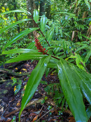Alpinia