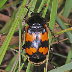 Nicrophorus vespillo