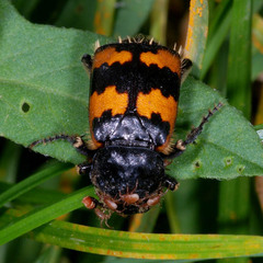 Nicrophorus vespillo
