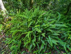 Nephrolepis cordifolia