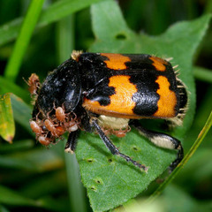Nicrophorus vespillo