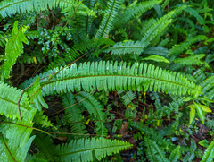 Nephrolepis cordifolia