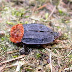 Oiceoptoma thoracicum