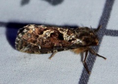 Korscheltellus gracilis