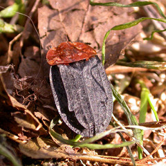 Oiceoptoma thoracicum