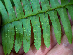 Nephrolepis cordifolia