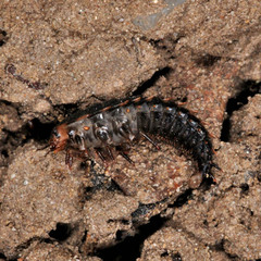 Oiceoptoma thoracicum