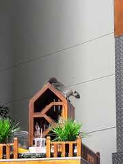 Callosciurus finlaysonii