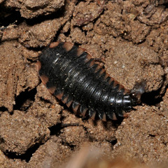 Oiceoptoma thoracicum