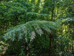 Cyatheales