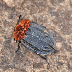 Oiceoptoma thoracicum