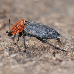 Oiceoptoma thoracicum