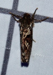 Korscheltellus gracilis