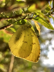 Eurema mandarina