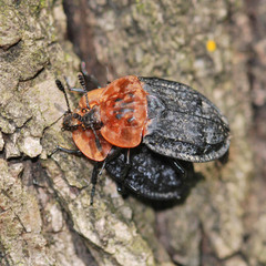 Oiceoptoma thoracicum