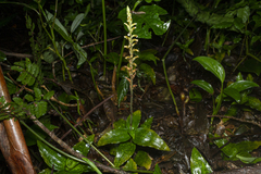 Microchilus arietinus