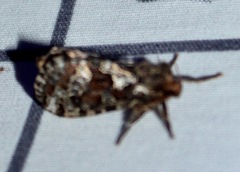 Korscheltellus gracilis