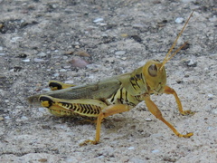 Melanoplus differentialis
