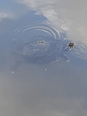 Pseudemys peninsularis