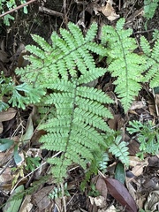Coryphopteris