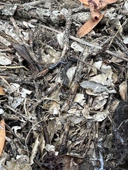 Aneides lugubris