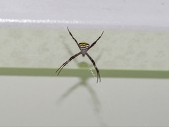 Argiope aetherea
