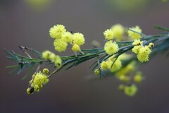 Acacia gittinsii
