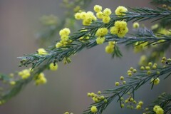 Acacia gittinsii