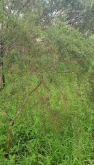 Kunzea ambigua