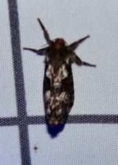 Korscheltellus gracilis