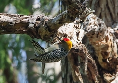 Melanerpes chrysogenys