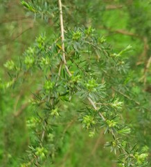 Kunzea ambigua