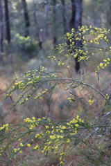 Acacia gittinsii
