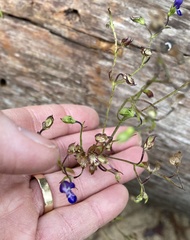 Trichostema setaceum