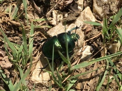 Trypocopris vernalis