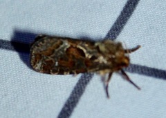 Korscheltellus gracilis