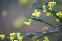 Acacia gittinsii