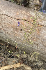 Trichostema setaceum