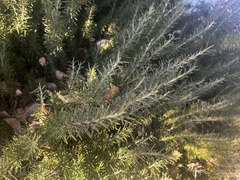 Artemisia filifolia