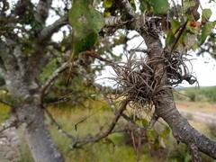 Tillandsia recurvata