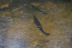 Lepisosteus platyrhincus