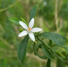 Philotheca myoporoides